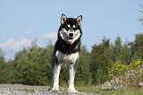 ALASKAN MALAMUTE 398
